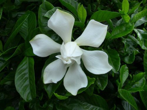 黄栀子和栀子花，一样的名字，一样的花吗？