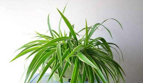 吊兰与小型花卉：矮盆的清新之选