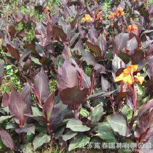 紫叶美人蕉的药用价值揭秘