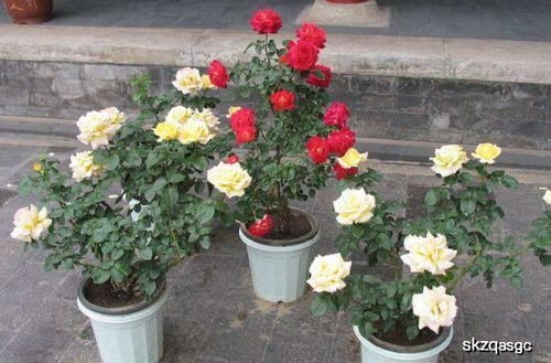 土壤湿度保持的好处