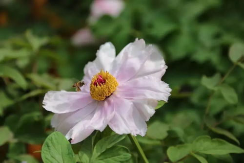 牡丹花嫁接技巧：如何成功嫁接牡丹花