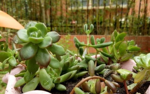 一、如何移栽新买的多肉？