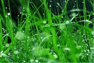 苔草：改善环境又美观光