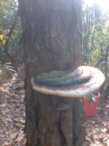 挖桩前的准备工作，你准备好了吗？