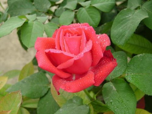 3. 御用马车月季