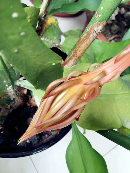 花开原理是怎样的？