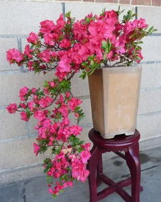 二、浇水也有大学问！