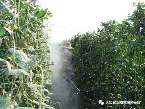 喷药后多久Ke以采摘？