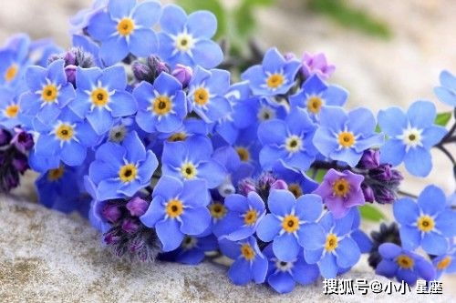 勿忘我的花语是永恒的思念，那么如何用这种花来表达对逝去爱人的深深怀念呢