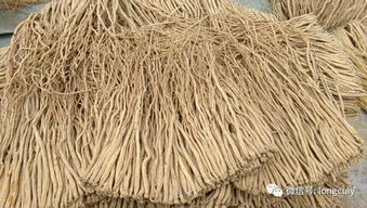 党参种植的黄金时期大揭秘