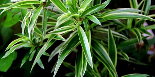 植物如何运用其多样的自我保护策略来抵御外界威胁？