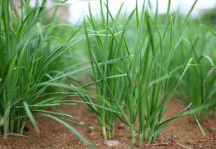 韭菜在什么季节种植最合适，春季还是秋季