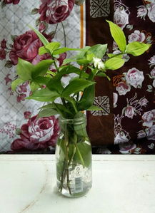 小白花的识别技巧：三必拍原则