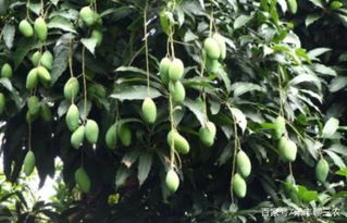 播种时机的讲究，你知道吗