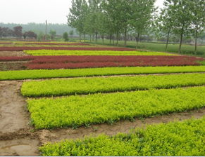 洒金柏的美丽与适应