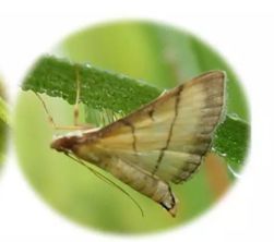 水稻叶子上的虫子大揭秘