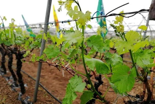如何根据灯笼花的生长阶段选择合适的肥料进行合理施肥