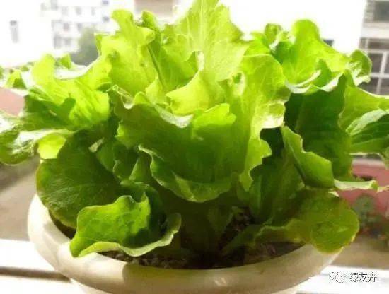 十、叶菜类，夏日好选择