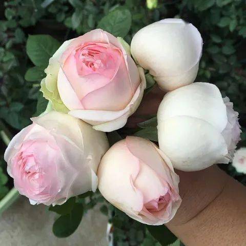 盆栽月季， 美化生活的小助手