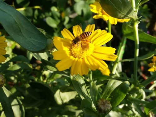 南方快枪手与北方硬骨头：适应不同环境的草种