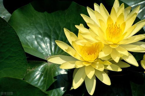 国花大揭秘，你知道吗？