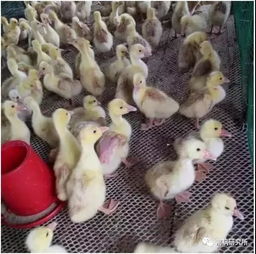 猪饲料151腥味大吗？151猪饲料可以安全喂鹅吗？