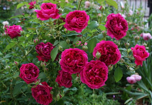 月季裸根苗春季种植，盆栽与地栽的玩法大揭秘！