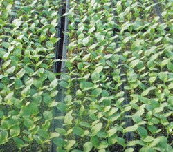 潍坊这个季节适合种些啥菜呀？