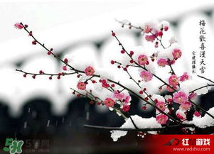 揭秘梅花的别称