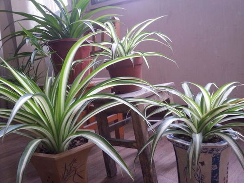 如何拯救烂掉的牡丹吊兰，使其恢复生机