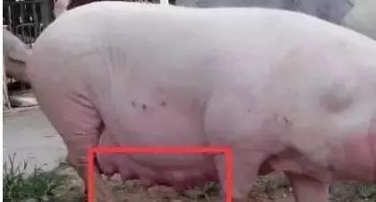 母猪假发情和假怀孕的原因是什么？如何有效预防