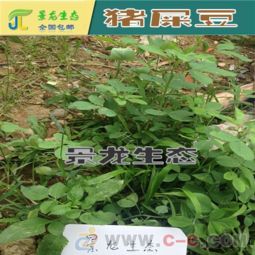 猪毛菜：快速生长，适应性强