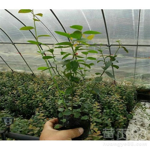 蓝莓种植全攻略：高效育苗与养护技巧