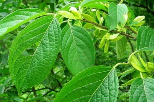 黄刺玫的花语是什么它传递了哪些深层意义和如何在生活中应用