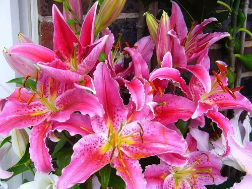 “揭秘百合花：真香警告！花粉有毒？速看！”