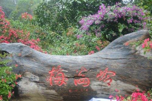 厦门的三角梅：生态之约， 自然与人文交织