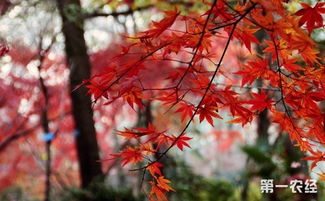 红枫种子采集的重要性