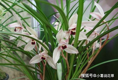 养护要诀：蕙兰的漫长成长之路