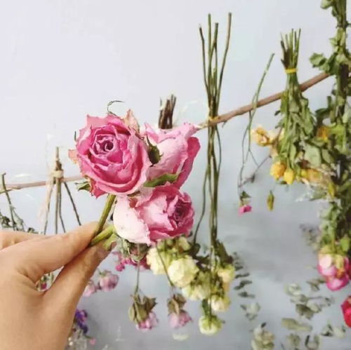 选择健康的花枝