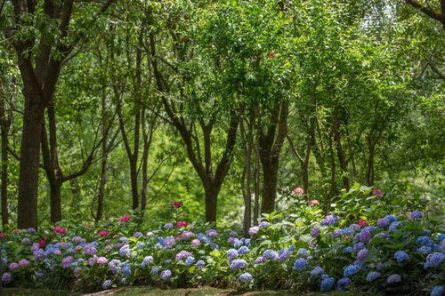夏日炎炎，花木如何生存？