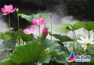 第二回：花朵大较量