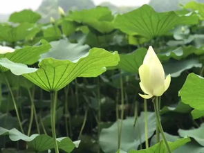 内蒙古的民间艺术