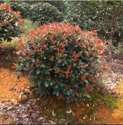 红叶石楠嫩长到多高？