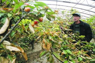 樱桃树打药的学问大着呢！