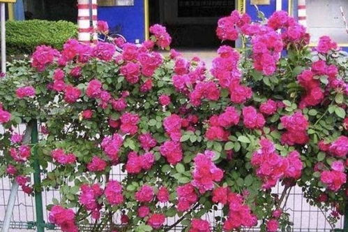 花期长， 观赏期梗长