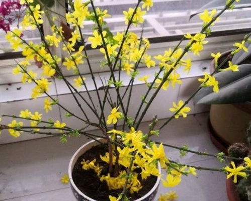 黄刺玫的观赏价值