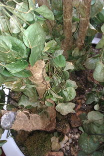 养花技巧：植物死了