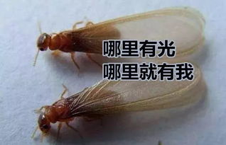 猪鞭虫入侵，消瘦至死