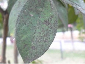 紫薇煤污病，你知道多少？