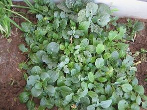 红甜菜根在哪个月份种植最为适宜？